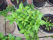 Fatalii
