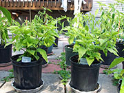 Fatalii