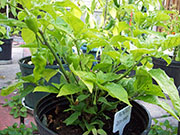 Fatalii