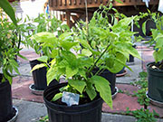 Fatalii