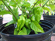 Fatalii