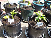 Fatalii
