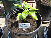 Fatalii