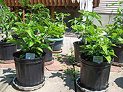 Fatalii