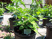 Fatalii