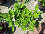 Fatalii