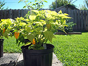 Fatalii