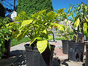 Fatalii