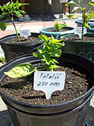 Fatalii