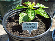 Fatalii