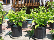 Fatalii