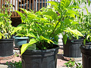 Fatalii