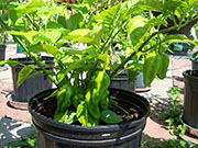 Fatalii