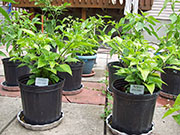 Fatalii
