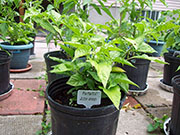Fatalii