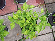 Fatalii