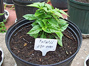Fatalii