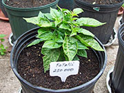 Fatalii