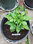 Fatalii