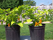 Fatalii