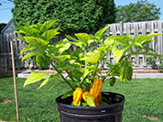 Fatalii