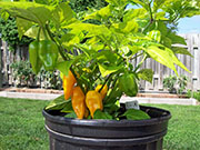 Fatalii