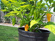 Fatalii