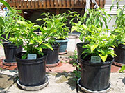 Fatalii