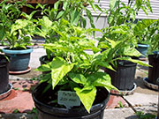 Fatalii