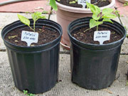 Fatalii