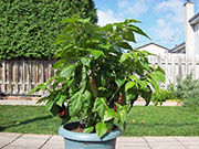 Fatalii Brown