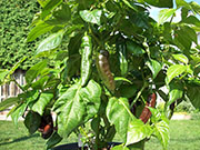 Fatalii Brown