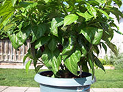 Fatalii Brown