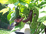 Fatalii Brown