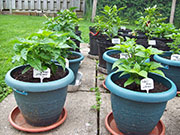 Fatalii Brown