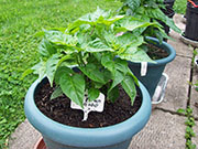 Fatalii Brown