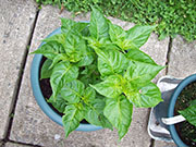 Fatalii Brown