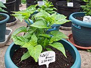 Fatalii Brown