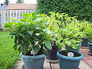 Fatalii Brown