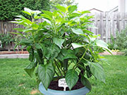 Fatalii Brown
