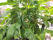Fatalii Brown