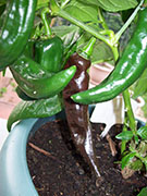 Fatalii Brown