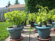Fatalii Brown