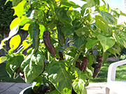 Fatalii Brown
