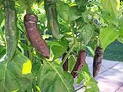 Fatalii Brown
