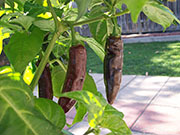 Fatalii Brown