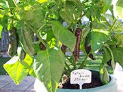 Fatalii Brown