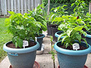 Fatalii Brown