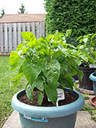 Fatalii Brown