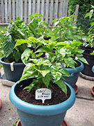 Fatalii Brown